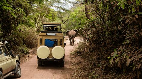 (DAY TRIP) - Lake Manyara National Park safari - Arusha Trips