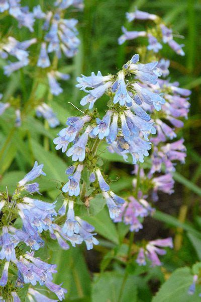 Broad Leaved Penstemon (Penstemon ovatus) : Prairie Nursery : Native ...