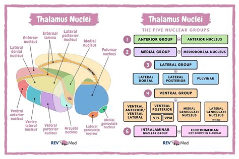 Thalamus Anatomy