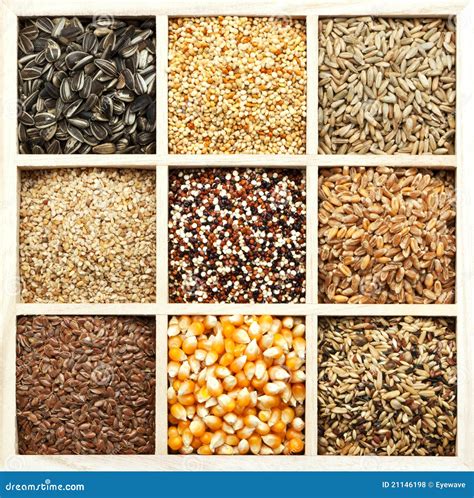 Seeds and grains variety stock photo. Image of corn, eating - 21146198