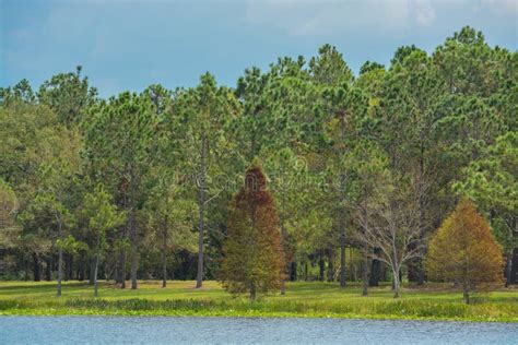 The View of Walsingham Lake at Walsingham Park Stock Photo - Image of aquatic, background: 101116472