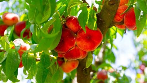 Donut Peach Tree: Facts, Planting Guide & Common Issues - Rennie Orchards