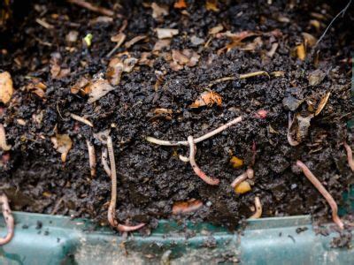 Building Earthworm Boxes: Making Worm Composting Bins For Home And Garden