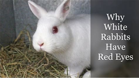 Why White Rabbits Have Red Eyes - YouTube