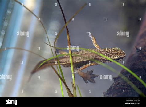 Foot dorsal surface hi-res stock photography and images - Alamy