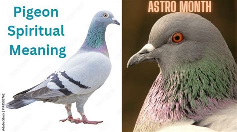 Pigeon symbolism and meaning totem spirit and omens – Artofit