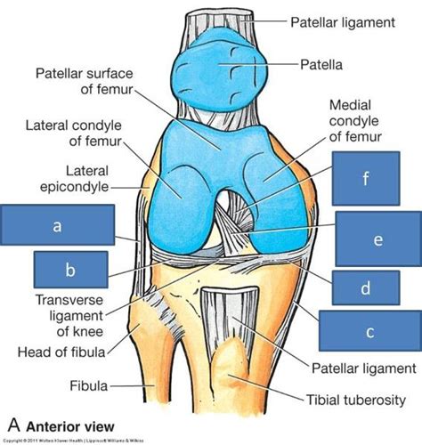 Print Anatomy Block III- Elbow, Knee, Wrist, and Ankle Joints ...