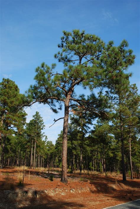 Pinus palustris (Long-leaf Pine, Longleaf Pine, Southern Pine) | North Carolina Extension ...