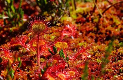 How to Plant Sundew Seeds (4 Steps) | Carnivorous Plants Tips