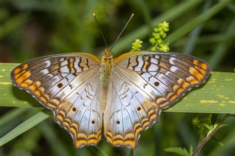 The Florida Butterfly Guide – Nature Photography