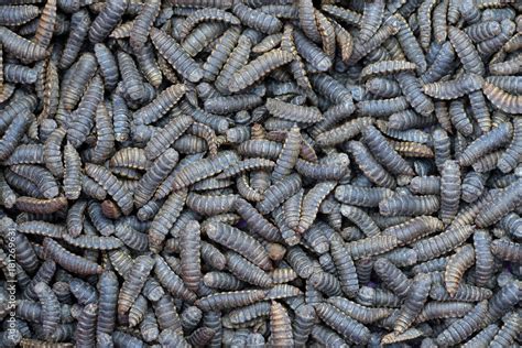 Larvae Hermetia illucens, the black soldier fly Stock Photo | Adobe Stock