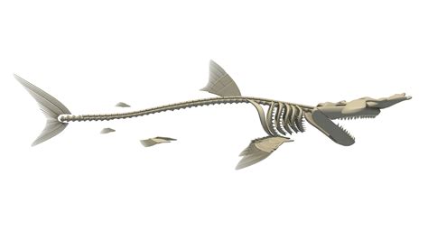 Hammerhead shark skeleton 3D model - TurboSquid 1158988