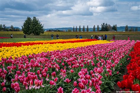 Skagit Valley Tulip Festival