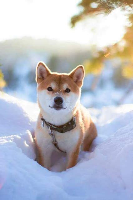 Snow Shiba Cute Puppies, Dogs And Puppies, Chien Shiba Inu, Animals And Pets, Cute Animals ...