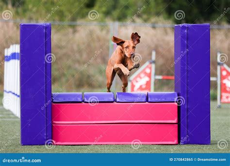 Hungarian Vizsla Running Dog Agility Stock Image - Image of agile, domestic: 270842865