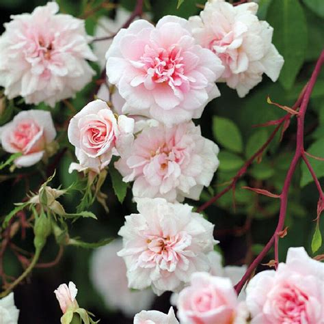 Cecile Brunner Climbing Rose Plant Potted Fragrant Pink | Etsy