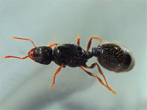 A pretty dealated Queen Ant - Tetramorium immigrans - BugGuide.Net