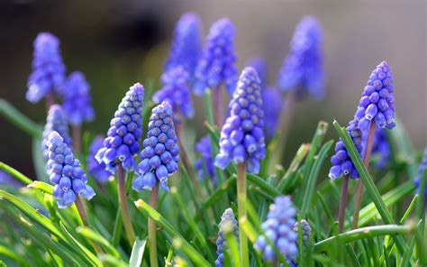 Muscari wallpaper | 3840x2400 | #78332