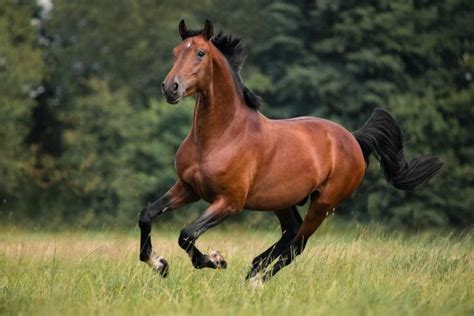 Bay Horses 101 (Genetics, Shades of Bay, Breeds & FAQ)