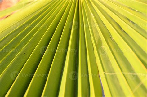 Palm leaf background 17165990 Stock Photo at Vecteezy