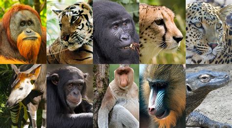 14 Animaux de la Jungle en voie de Disparition - Conservation Nature