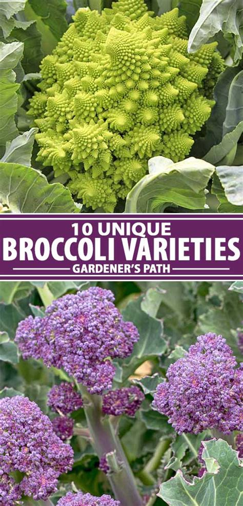 The 10 Best Broccoli Varieties to Grow at Home | Gardeners Path