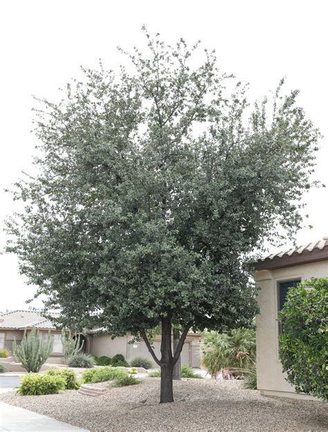 Southern Live Oak | Elgin Nursery & Tree Farm: Phoenix, AZ