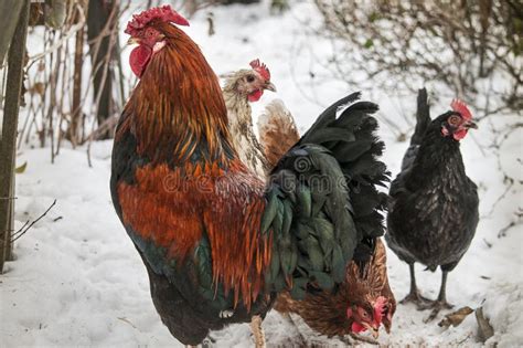 Domestic Animals Of Russia. Domestic Birds On The Grass. Stock Image ...