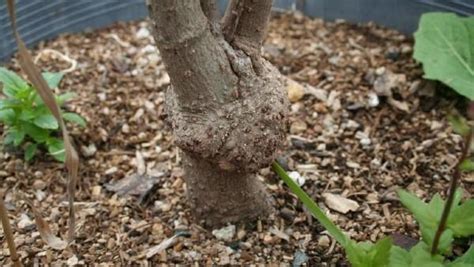 Bacterial Crown Gall on Flowers | University of Maryland Extension