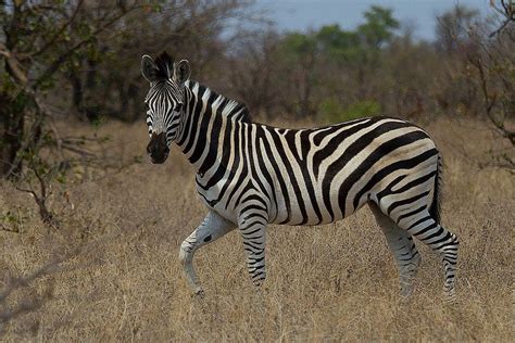 Just passing by Mountain Zebra, Plains Zebra, Musk Ox, Wildebeest ...