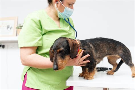 Rabies In Dogs: Transmission And Prevention - Vet Approved