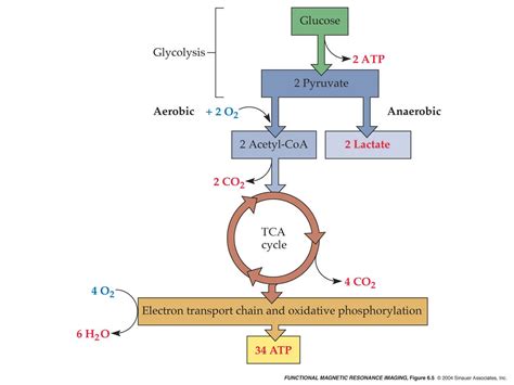 Aerobic Glycolysis Diagram