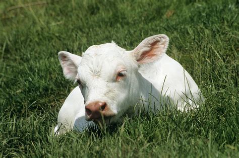 Charolais Calf Photograph by David Aubrey - Fine Art America