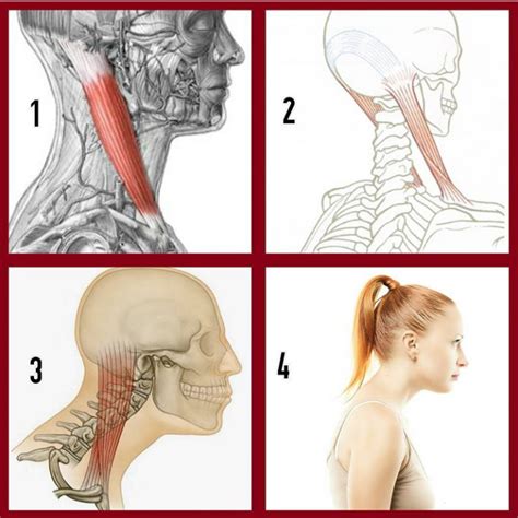 4 ejercicios para mejorar el cuello - Iván Fisioterapia Zaragoza