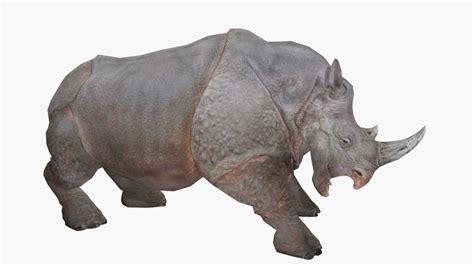 Rhino Animated 3D Model