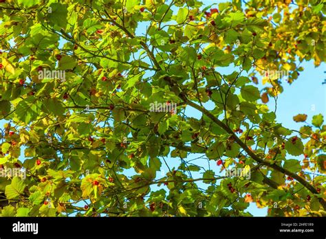 leaves of a hazelnut tree in detail Stock Photo - Alamy