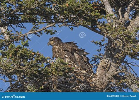 Juvenile Bald Eagle in Its Nest Stock Photo - Image of animal, leucocephalus: 64553448