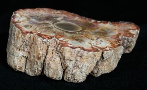 Petrified Wood - Limb Slice From Madagascar (#2237) For Sale ...