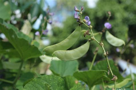 Hyacinth Bean Vines - Minneopa Orchards