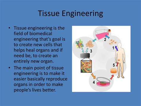 PPT - Tissue Engineering PowerPoint Presentation, free download - ID:1034354