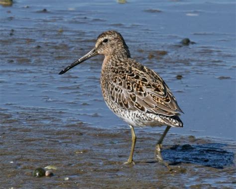 Short-billed Dowitcher photos | Birdspix