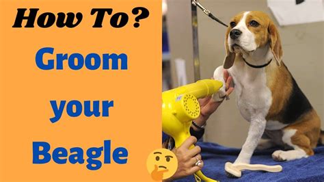 How to Properly Groom your Beagle dog? Beagle Grooming Techniques - YouTube