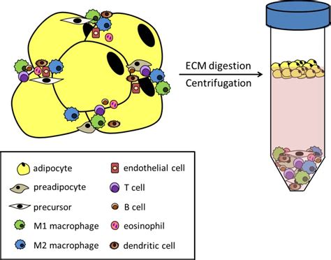 Adipose Tissue: Physiology to Metabolic Dysfunction - Endotext - NCBI Bookshelf