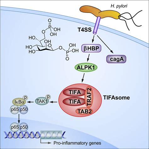 ALPK1- and TIFA-Dependent Innate Immune Response Triggered by the Helicobacter pylori Type IV ...