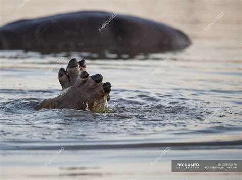 Flusspferdfüße ragen aus einem Fluss, Südafrika — Reisen, Natur - Stock ...