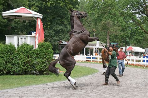 Paddock - HorseRacing Images