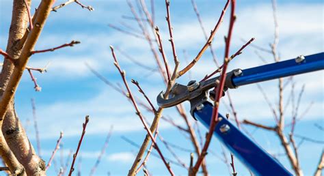 Winter pruning blackberries, raspberries | Morning Ag Clips