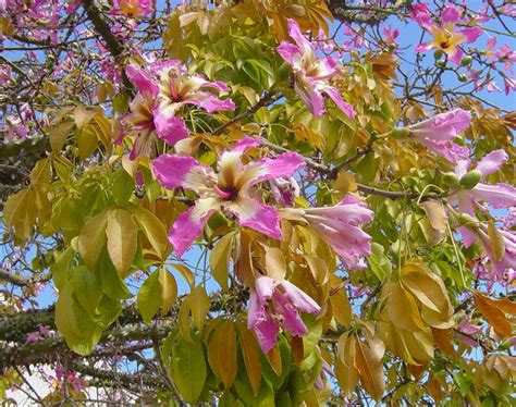 Flowers, pink, on kapok tree, showing small fruit | Taken ne… | Flickr