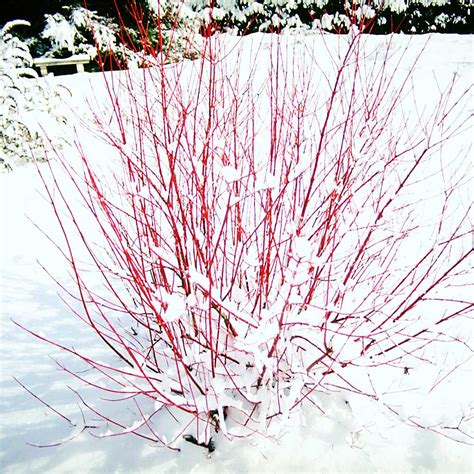 Red Twig Dogwood Shrubs for Sale– FastGrowingTrees.com