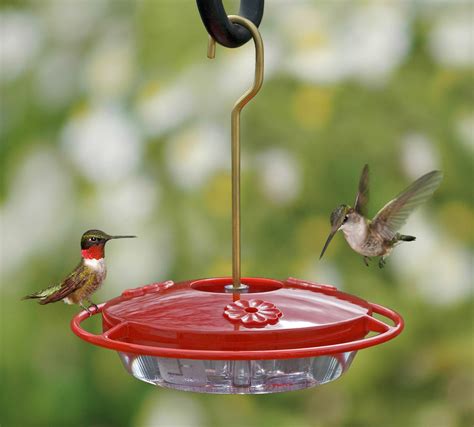 Bird Feeder Sugar Water Recipe